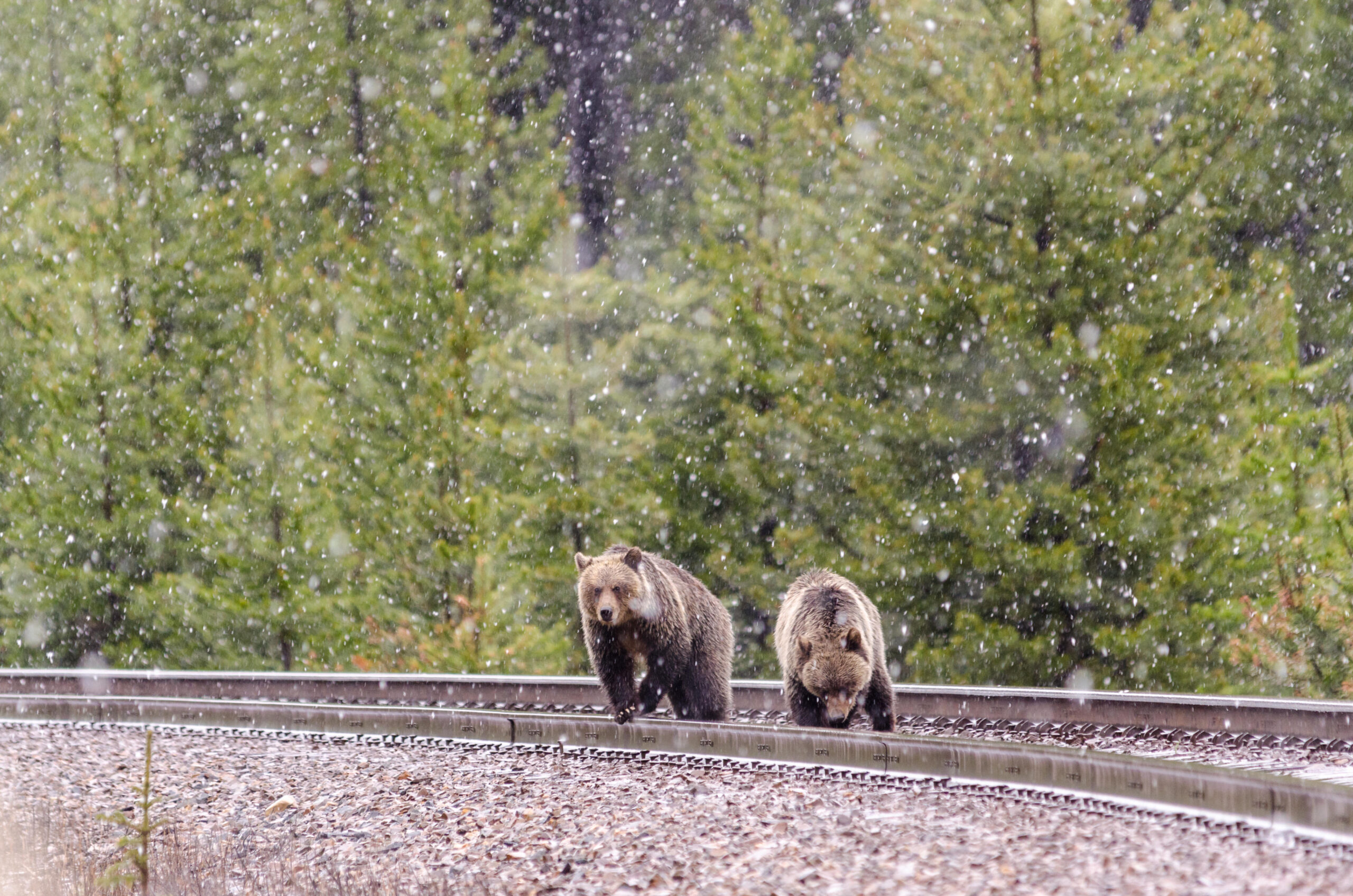 Two grizzly bears search for grain on the train tracks in Banff, Alberta.